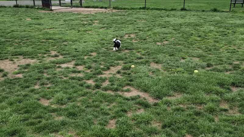 Longford Park/Reynolds' Dog Park - Phoenixville, PA