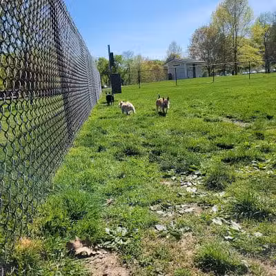 Longford Park/Reynolds' Dog Park - Phoenixville, PA
