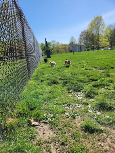 Longford Park/Reynolds' Dog Park - Phoenixville, PA