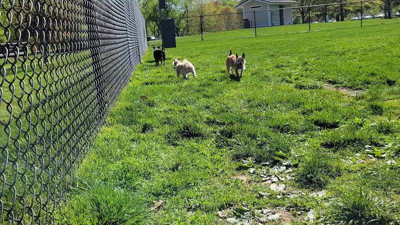 Longford Park/Reynolds' Dog Park - Phoenixville, PA