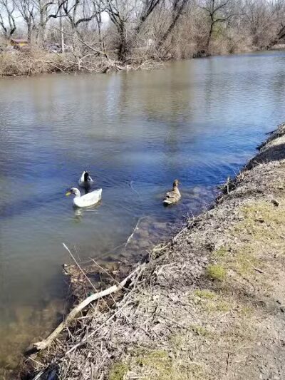 Longford Park/Reynolds' Dog Park - Phoenixville, PA