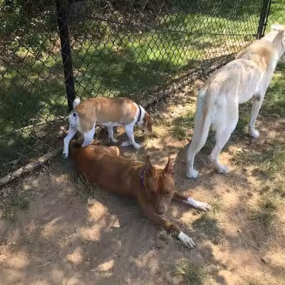 Longford Park/Reynolds' Dog Park - Phoenixville, PA