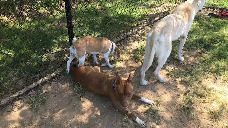 Longford Park/Reynolds' Dog Park - Phoenixville, PA