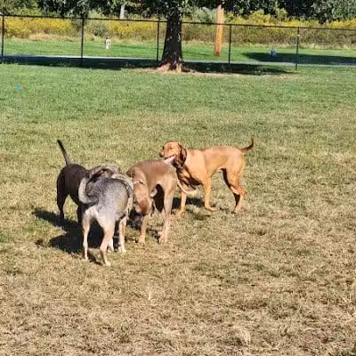 Longford Park/Reynolds' Dog Park - Phoenixville, PA