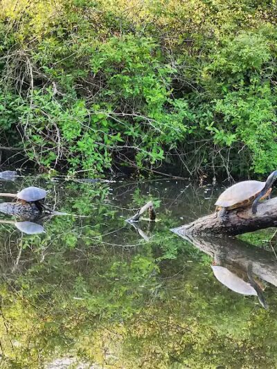 Longford Park/Reynolds' Dog Park - Phoenixville, PA
