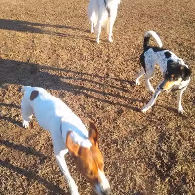 Longford Park/Reynolds' Dog Park - Phoenixville, PA