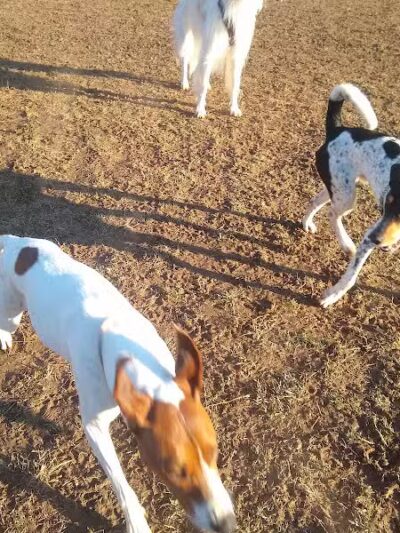 Longford Park/Reynolds' Dog Park - Phoenixville, PA