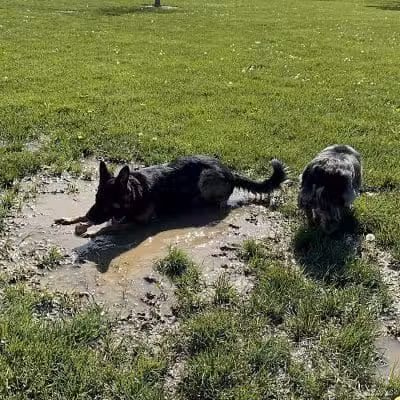 Violet Township Dog Park - Pickerington, OH