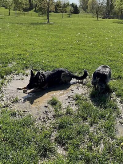 Violet Township Dog Park - Pickerington, OH