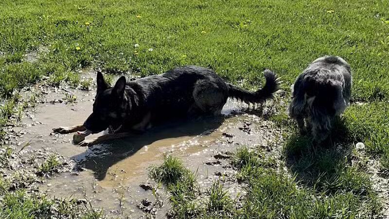 Violet Township Dog Park - Pickerington, OH