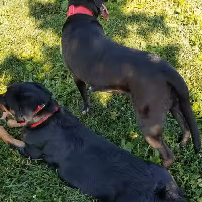 Violet Township Dog Park - Pickerington, OH