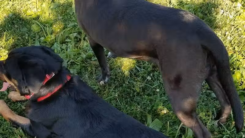 Violet Township Dog Park - Pickerington, OH