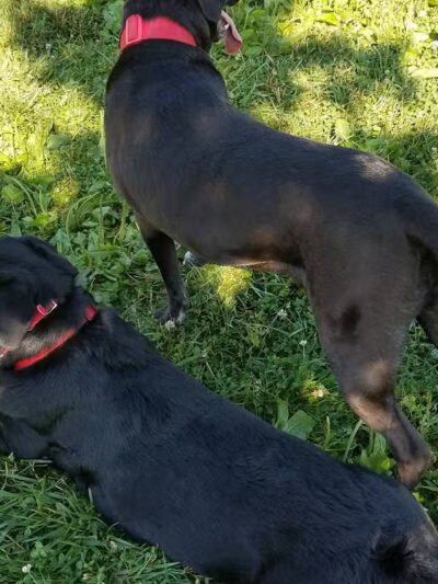 Violet Township Dog Park - Pickerington, OH