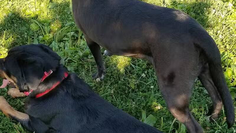 Violet Township Dog Park - Pickerington, OH