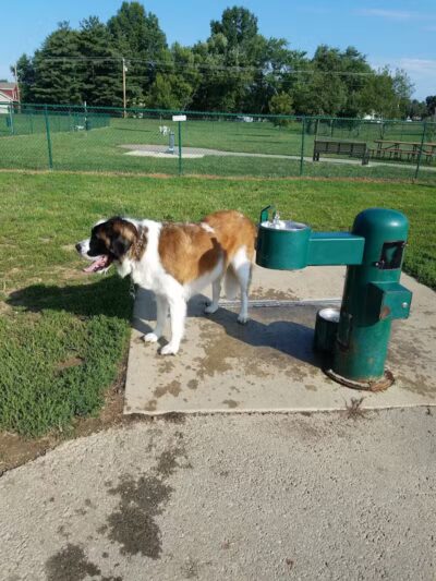 Violet Township Dog Park - Pickerington, OH