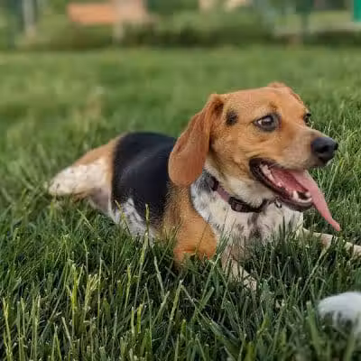 Violet Township Dog Park - Pickerington, OH
