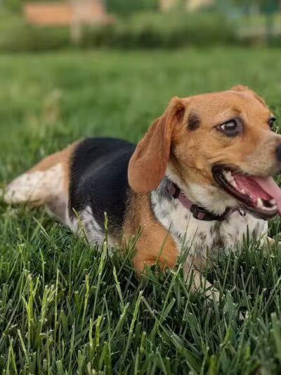 Violet Township Dog Park - Pickerington, OH