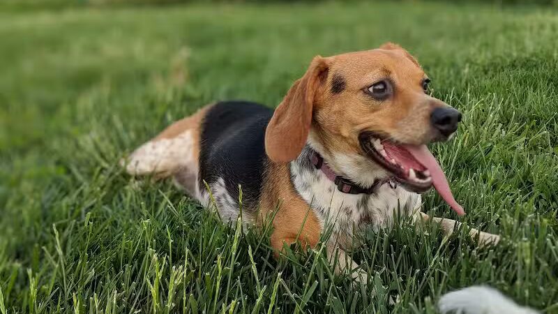Violet Township Dog Park - Pickerington, OH