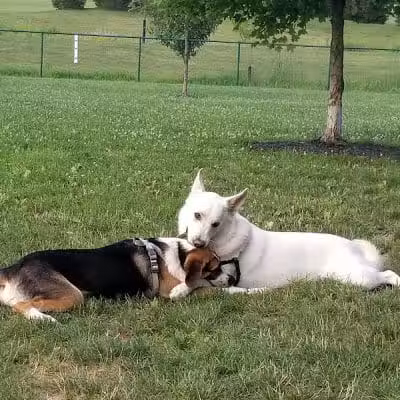 Violet Township Dog Park - Pickerington, OH
