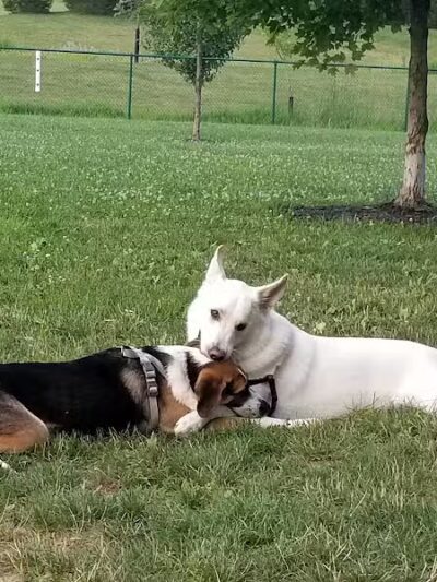 Violet Township Dog Park - Pickerington, OH