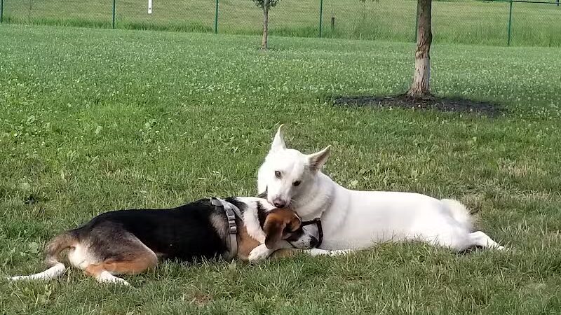 Violet Township Dog Park - Pickerington, OH