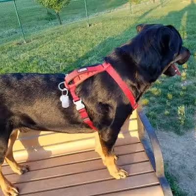 Violet Township Dog Park - Pickerington, OH