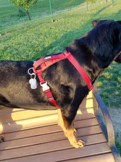 Violet Township Dog Park - Pickerington, OH