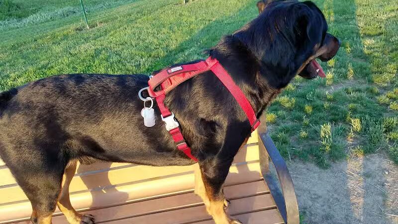 Violet Township Dog Park - Pickerington, OH