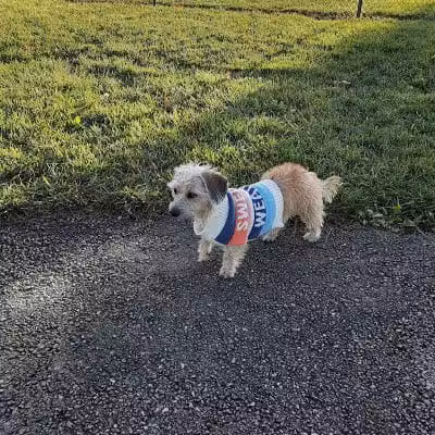 Violet Township Dog Park - Pickerington, OH