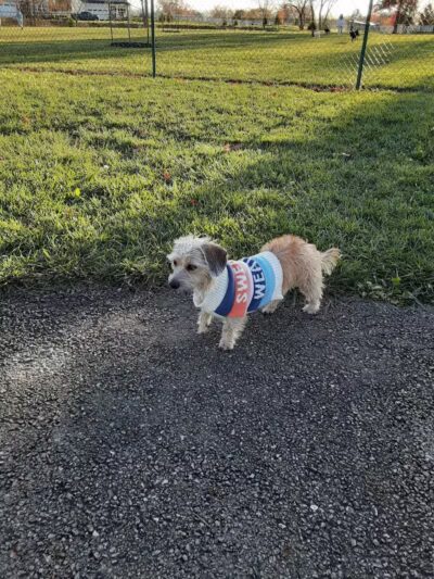 Violet Township Dog Park - Pickerington, OH