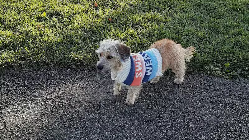 Violet Township Dog Park - Pickerington, OH