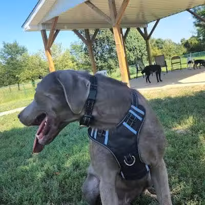 Violet Township Dog Park - Pickerington, OH