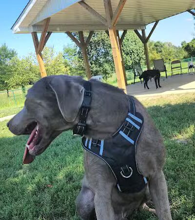 Violet Township Dog Park - Pickerington, OH
