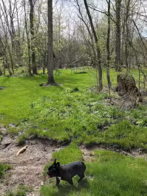 Garbry Big Woods Reserve - Piqua, OH