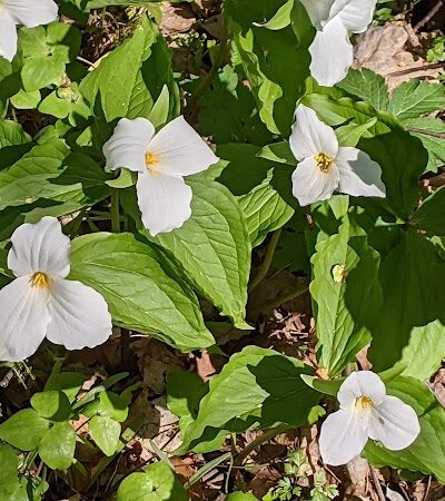 Garbry Big Woods Reserve - Piqua, OH