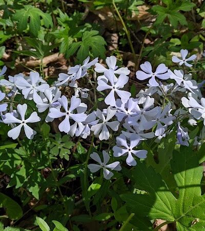 Garbry Big Woods Reserve - Piqua, OH