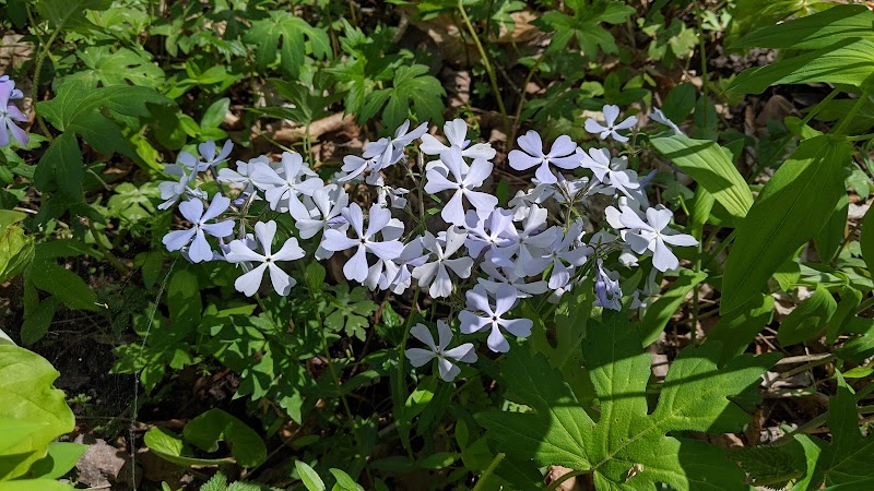 Garbry Big Woods Reserve - Piqua, OH