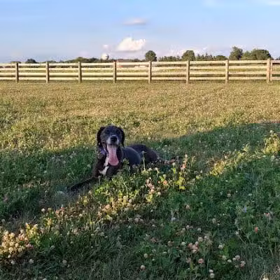 Glacier Ridge Dog Park - Plain City, OH