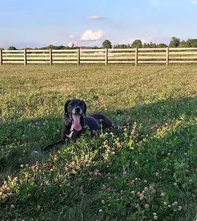 Glacier Ridge Dog Park - Plain City, OH