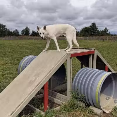 Glacier Ridge Dog Park - Plain City, OH