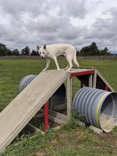 Glacier Ridge Dog Park - Plain City, OH