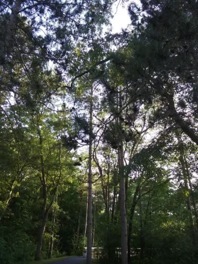 Woodworth Community Park - Poland, OH