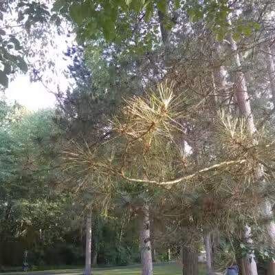 Woodworth Community Park - Poland, OH