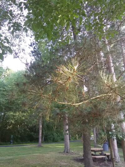 Woodworth Community Park - Poland, OH