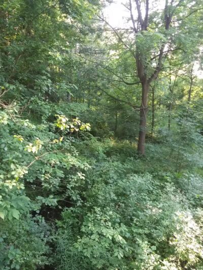 Woodworth Community Park - Poland, OH