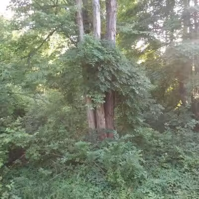 Woodworth Community Park - Poland, OH