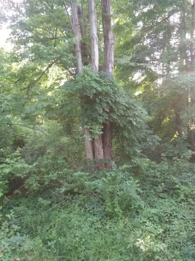 Woodworth Community Park - Poland, OH