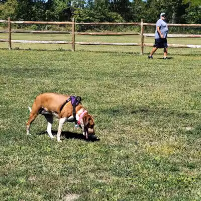 Hopfinger Zimmerman Memorial Park & Dog Park - Port Clinton, OH