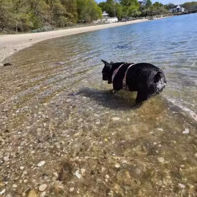 Port Jefferson Dog Beach - Port Jefferson, NY