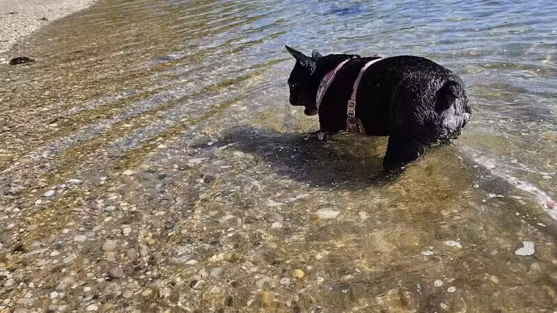 Port Jefferson Dog Beach - Port Jefferson, NY